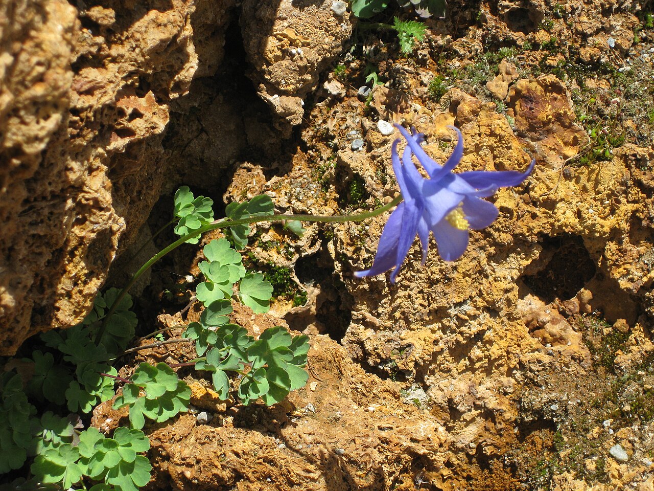 Aquilegia bertolonii: Aquilegia bertolonii in the Jardin Botanique Alpin du Lautaret