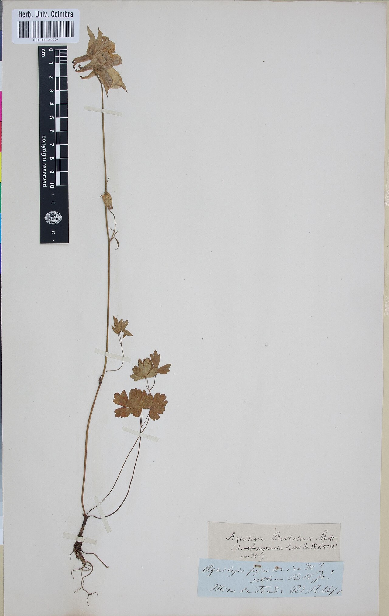Aquilegia bertolonii: Photograph of Holotype of Aquilegia bertolonii at Herbarium of the University of Coimbra, Portugal (COI). Specimen COI00065209. http://coicatalogue.uc.pt/specim