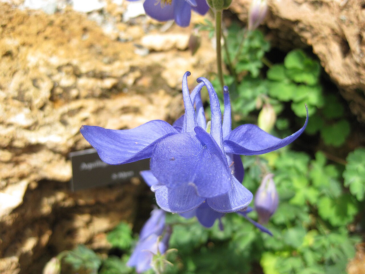 Aquilegia bertolonii: Aquilegia bertolonii in the Jardin Botanique Alpin du Lautaret
