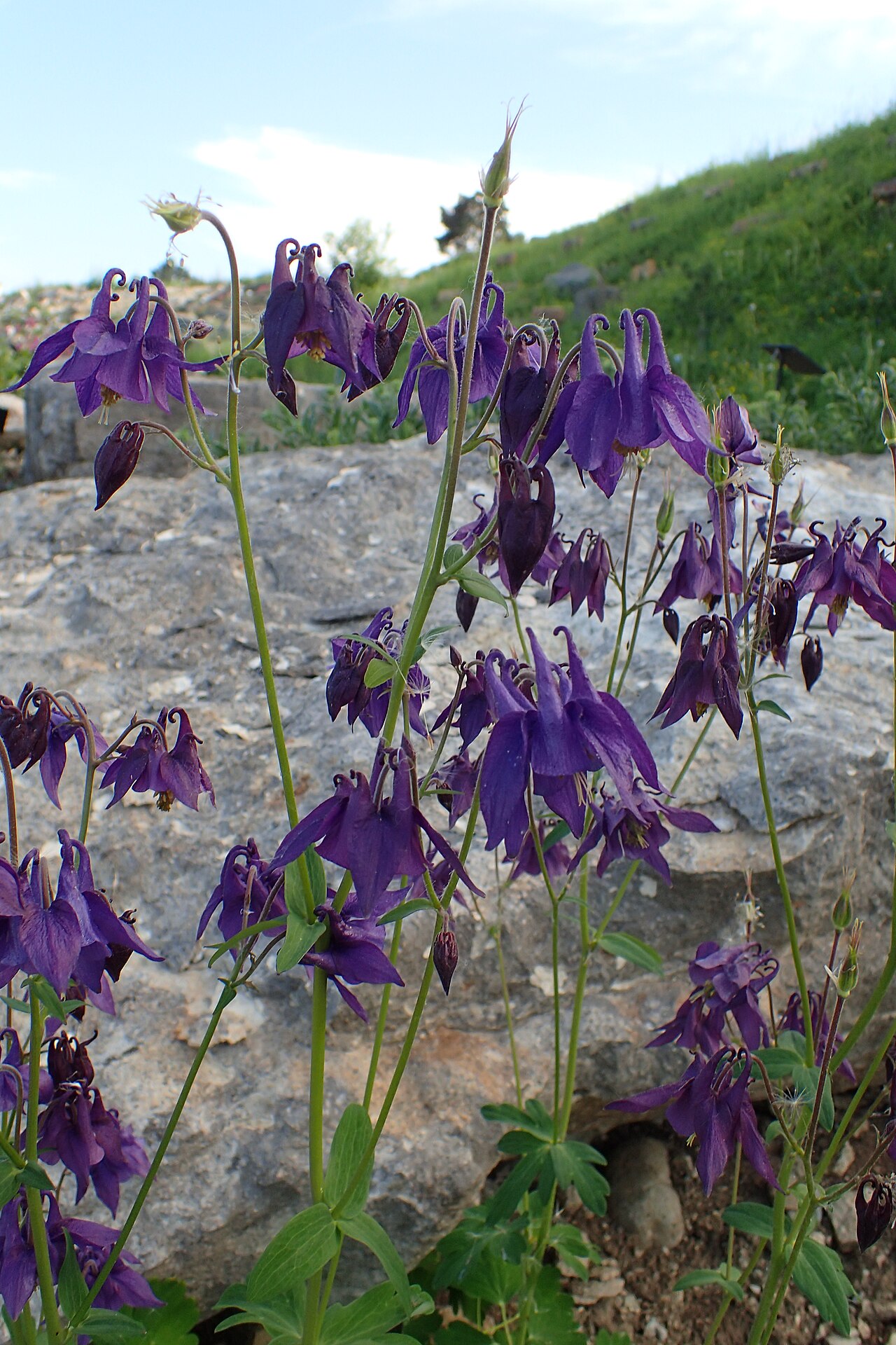 Aquilegia bertolonii: Aquilegia bertolonii in Jibou Botanical Garden