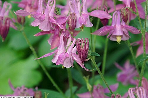 Smallflower columbine: Location taken: The United States National Arboretum, Washington DC. Names: Aquilegia brevistyla Hook., ancolie à styles courts, blue columbine, small flowered
