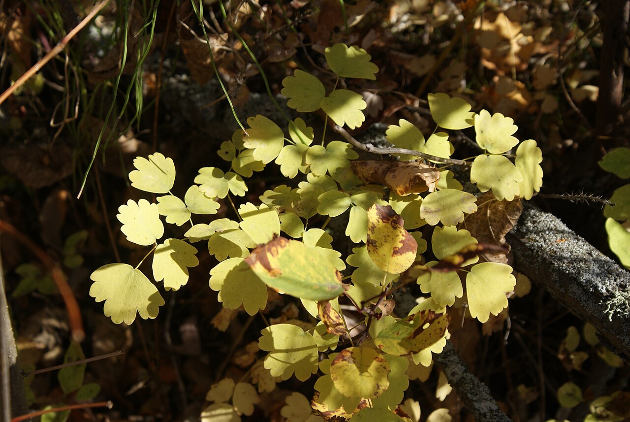 Smallflower columbine: Saskatchewan wildflower plant in autumn. Aquilegia or Columbine. See also Photos of Prairie Wildflowers http://www.em.ca/garden/native/nat_Aquilegia%20brevistyl