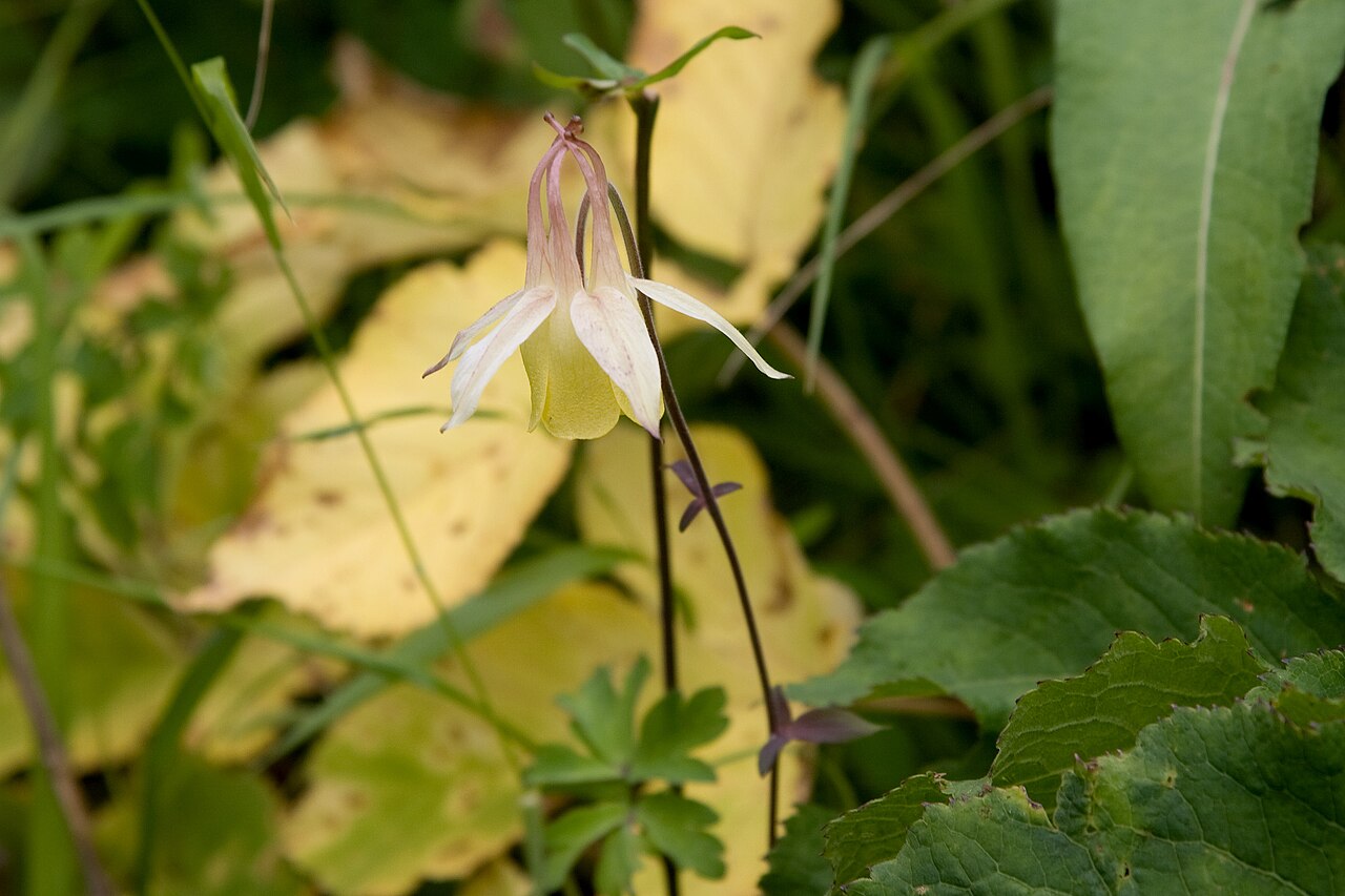 Aquilegia buergeriana: ヤマオダマキ