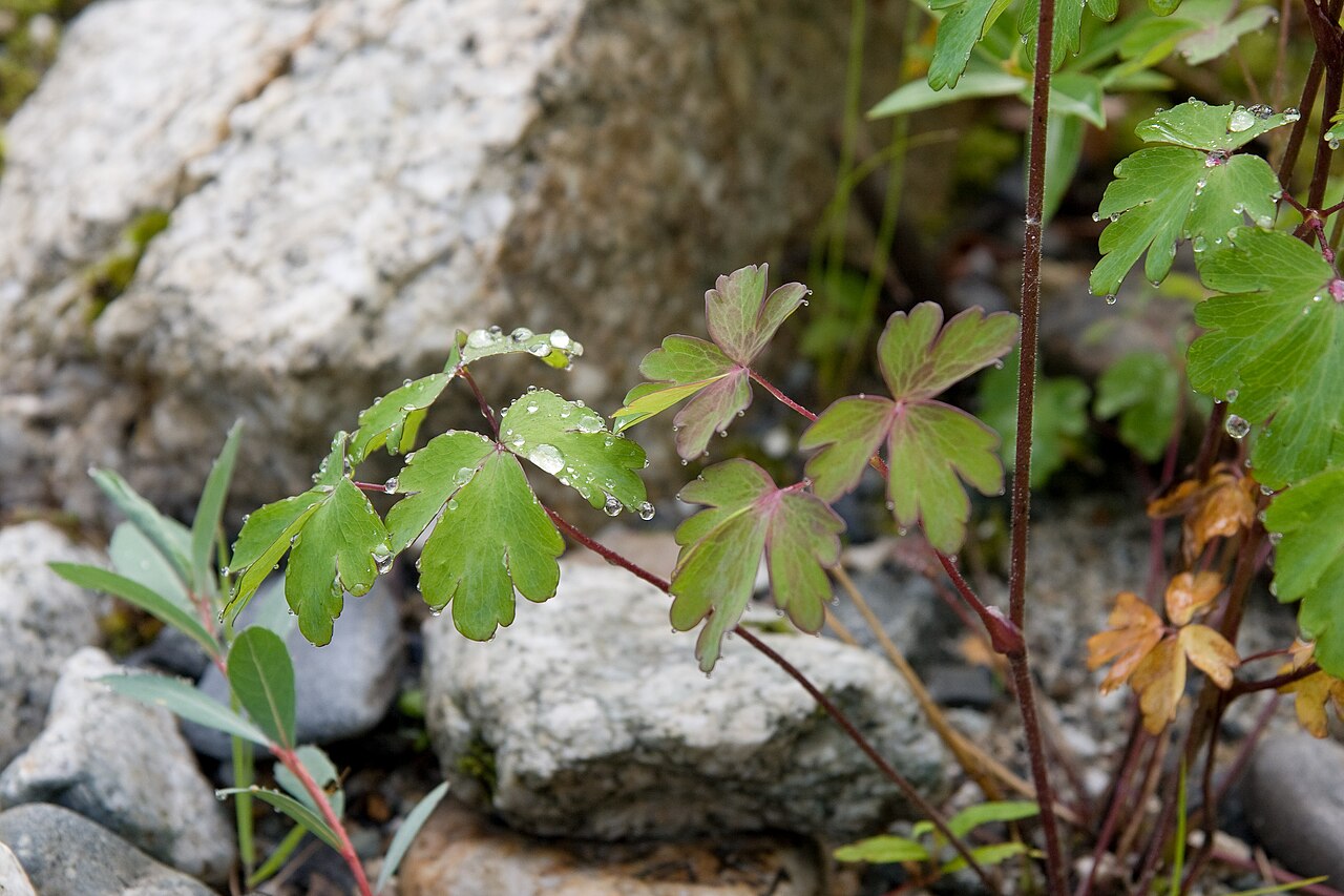 Aquilegia buergeriana: ヤマオダマキ