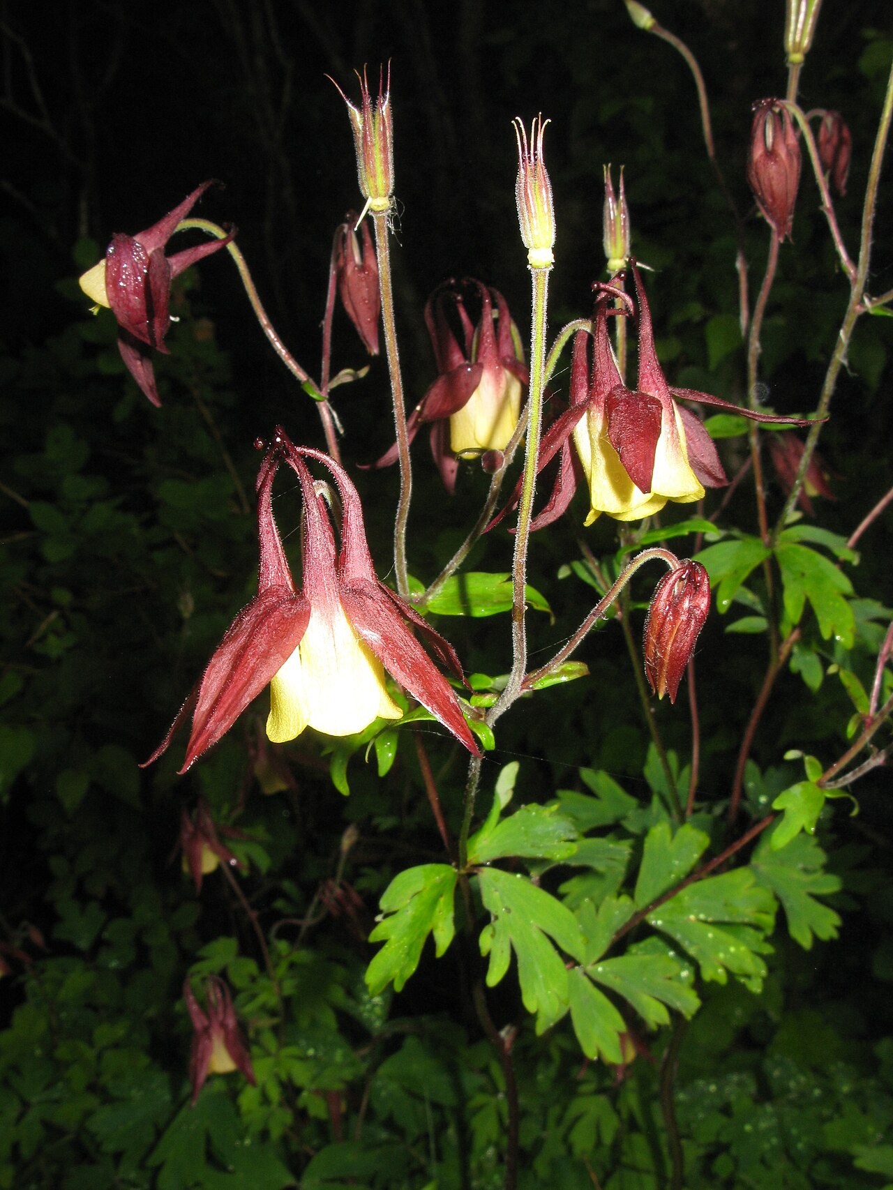 Aquilegia buergeriana: Aquilegia buergeriana , Mount Hayachinesan, Iwate pref., Japan
