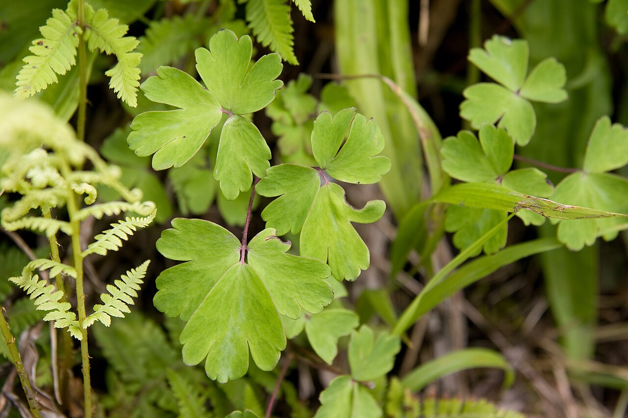 Aquilegia buergeriana: ヤマオダマキ