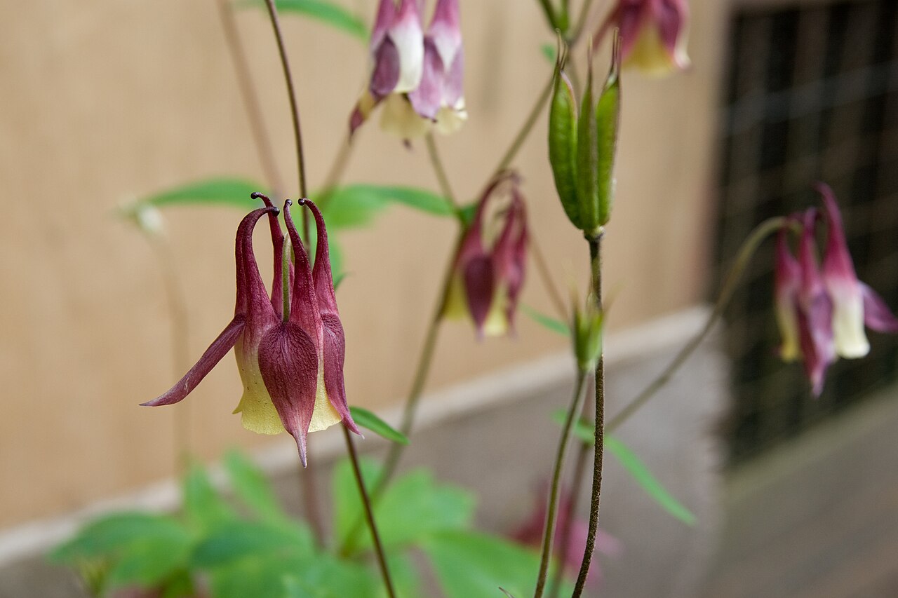 Aquilegia buergeriana: ヤマオダマキ