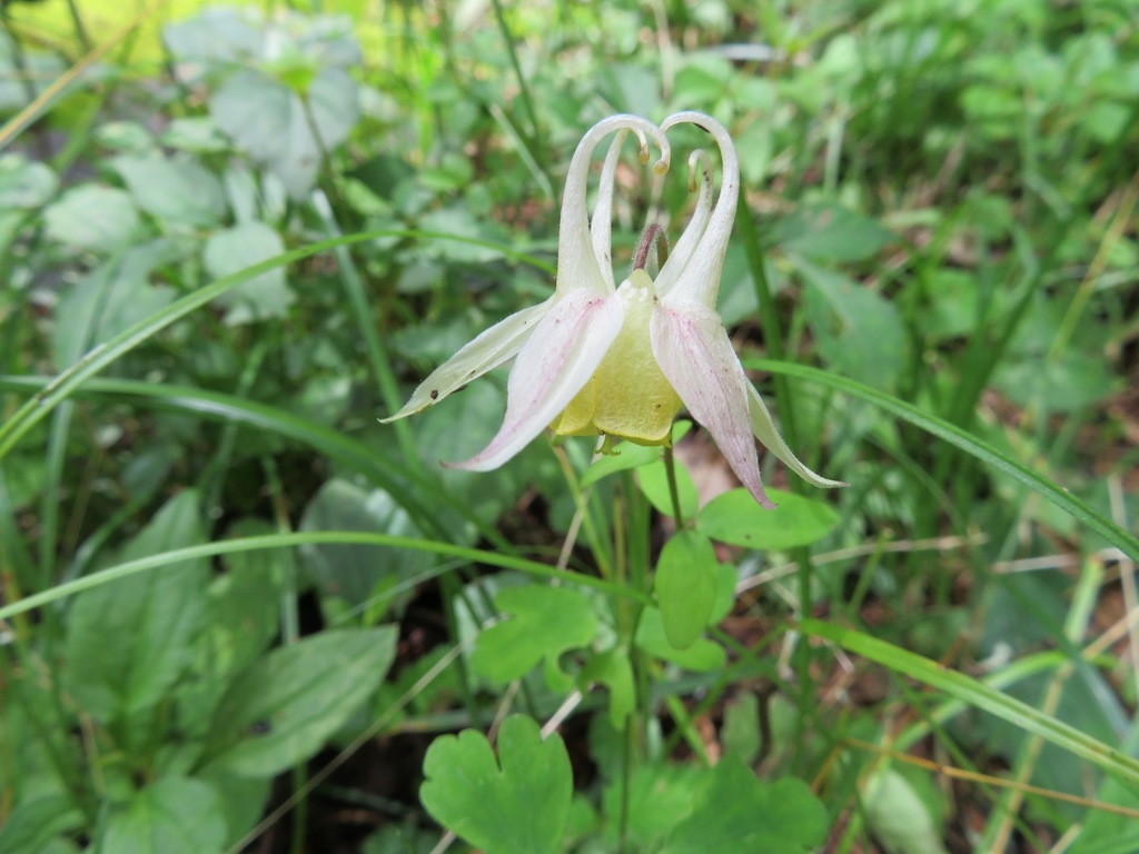 Aquilegia buergeriana (Aquilegia buergeriana)