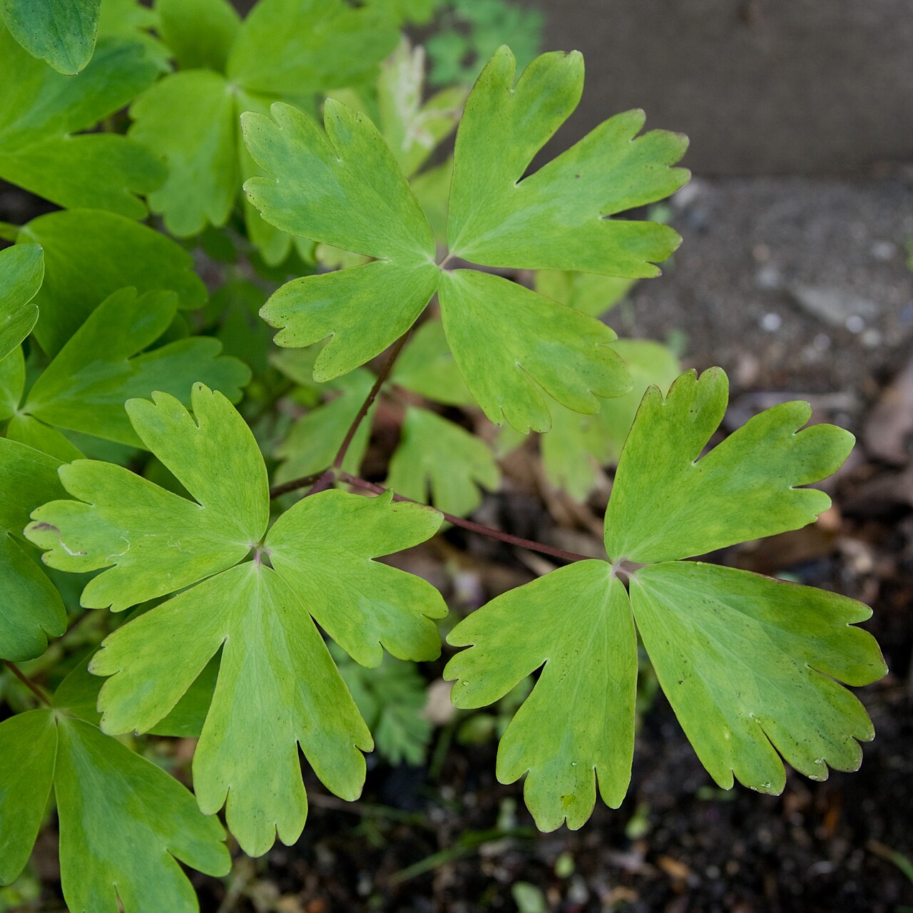 Aquilegia buergeriana: ヤマオダマキ