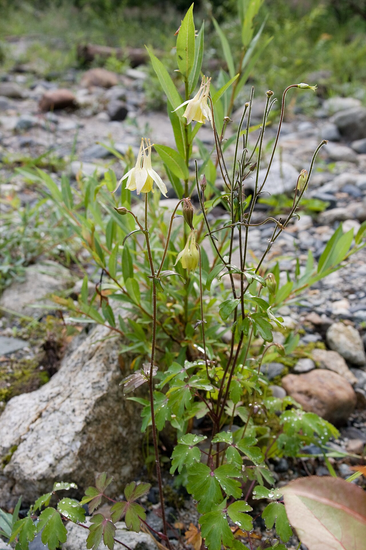 Aquilegia buergeriana: ヤマオダマキ