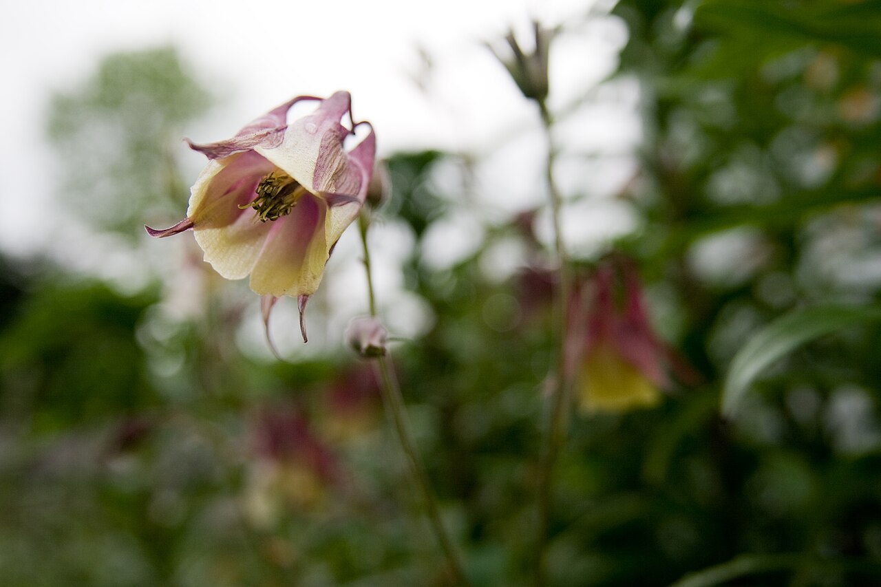 Aquilegia buergeriana: ヤマオダマキ