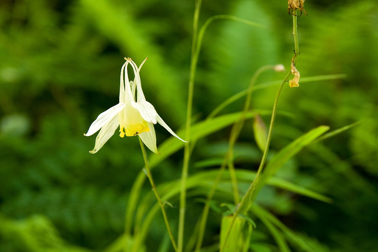 Aquilegia buergeriana: ヤマオダマキ