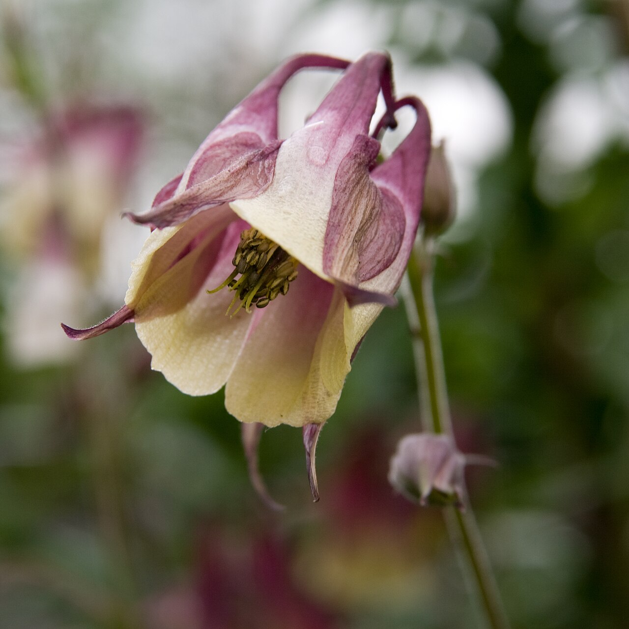 Aquilegia buergeriana: ヤマオダマキ