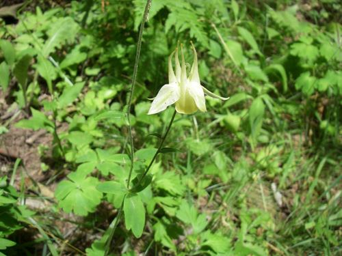 Aquilegia buergeriana (Aquilegia buergeriana)