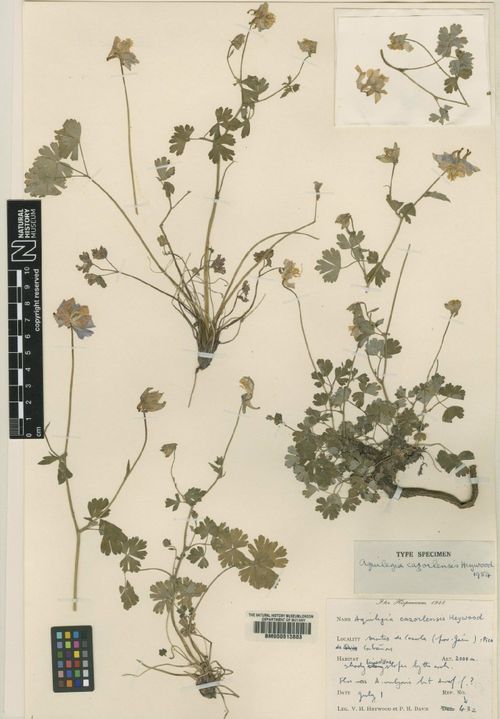 Aquilegia cazorlensis: Preserved specimen of Aquilegia cazorlensis in the Natural History Museum, London