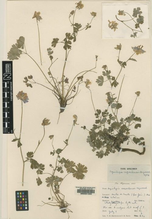Aquilegia cazorlensis: Preserved specimen of Aquilegia cazorlensis in the Natural History Museum, London