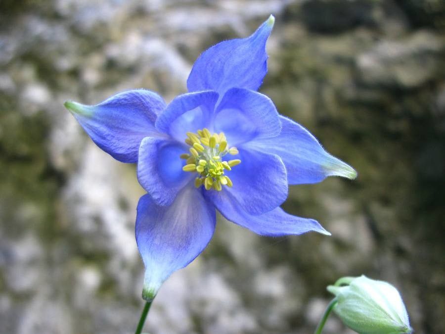 Aquilegia champagnatii: The flower of Aquilegia champagnatii: a pale-blue columbine with yellow stamens