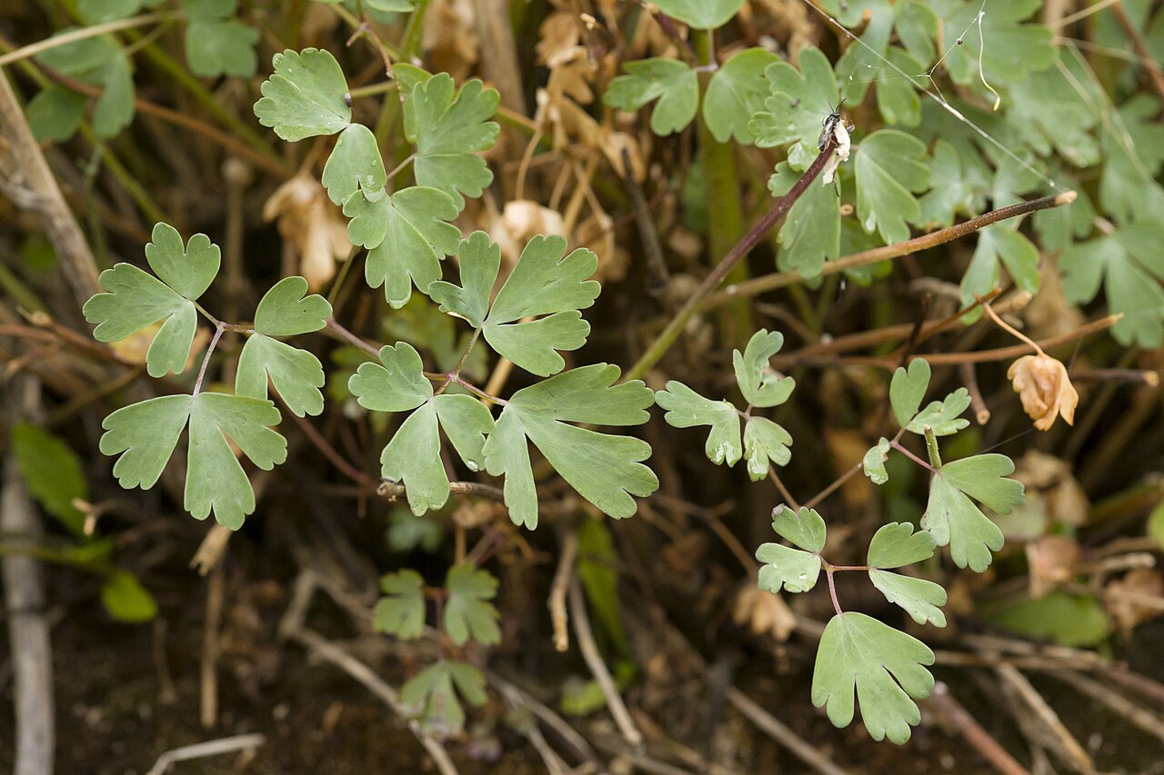 Aquilegia chaplinei: Aquilegia chaplinei , Twin Springs on the north side of U.S. Hwy. 82, Fresnal Canyon in the Sacramento Mountains, 32.960 -105.780, Otero County, New Mexico, 12