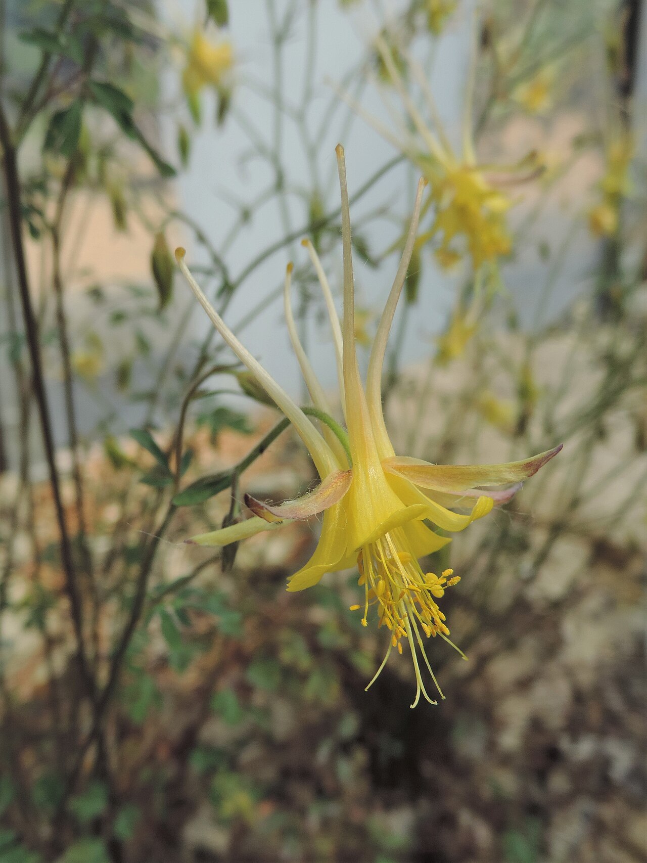 Aquilegia chaplinei: Aquilegia chaplinei in Neuer Botanischer Garten der Universität Göttingen