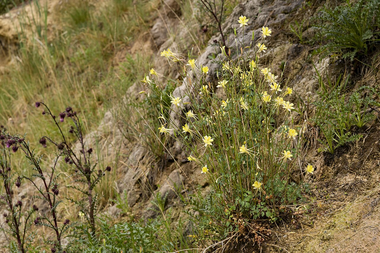 Aquilegia chaplinei: Aquilegia chaplinei , Twin Springs on the north side of U.S. Hwy. 82, Fresnal Canyon in the Sacramento Mountains, 32.960 -105.780, Otero County, New Mexico, 12