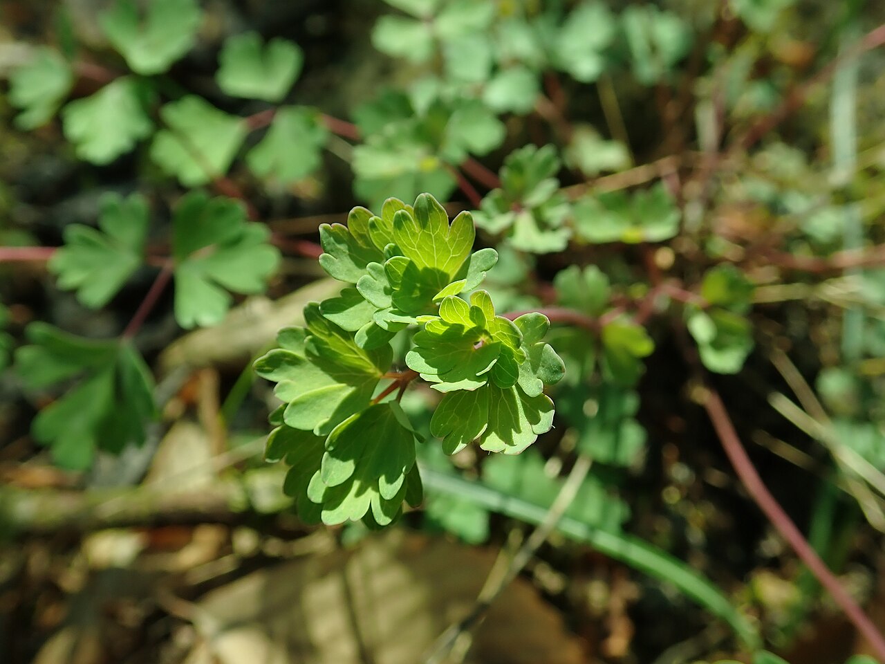 Aquilegia chaplinei: Aquilegia chaplinei , Berlin-Dahlem Botanical Garden.