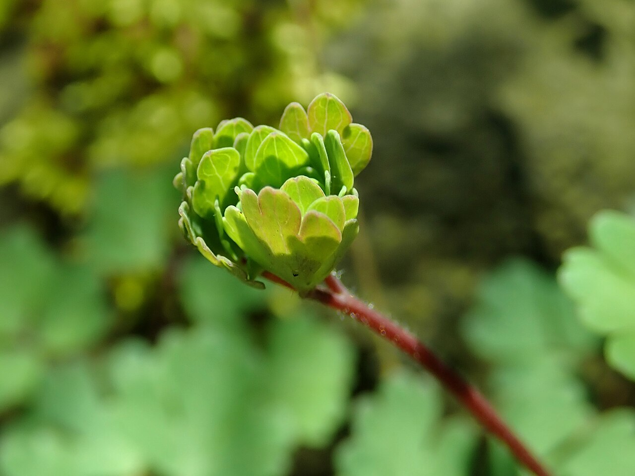 Aquilegia chaplinei: Aquilegia chaplinei , Berlin-Dahlem Botanical Garden.