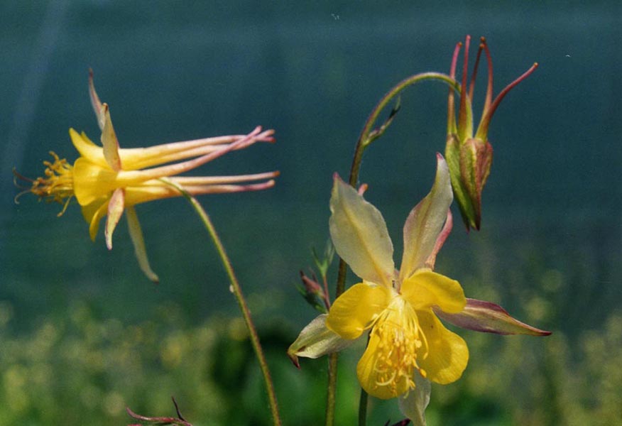 Aquilegia chaplinei: Aquilegia chaplinei