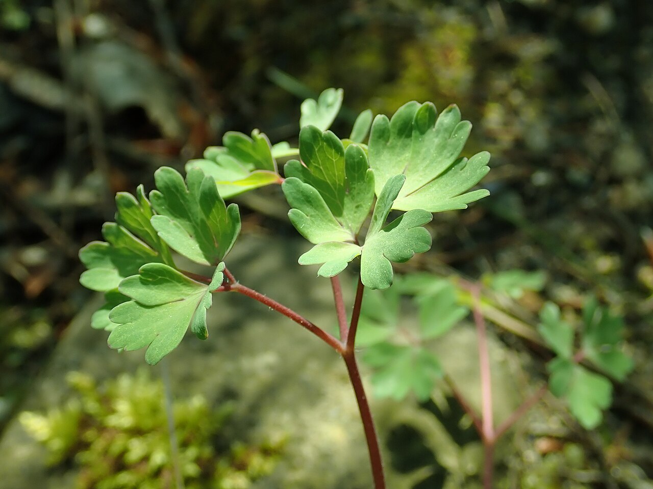 Aquilegia chaplinei: Aquilegia chaplinei , Berlin-Dahlem Botanical Garden.