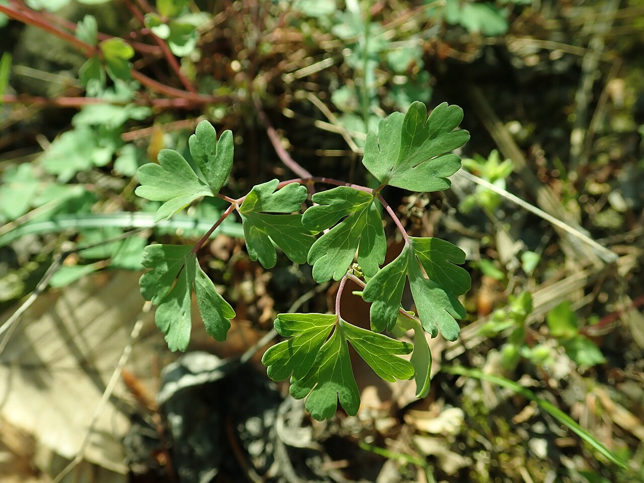 Aquilegia chaplinei: Aquilegia chaplinei , Berlin-Dahlem Botanical Garden.