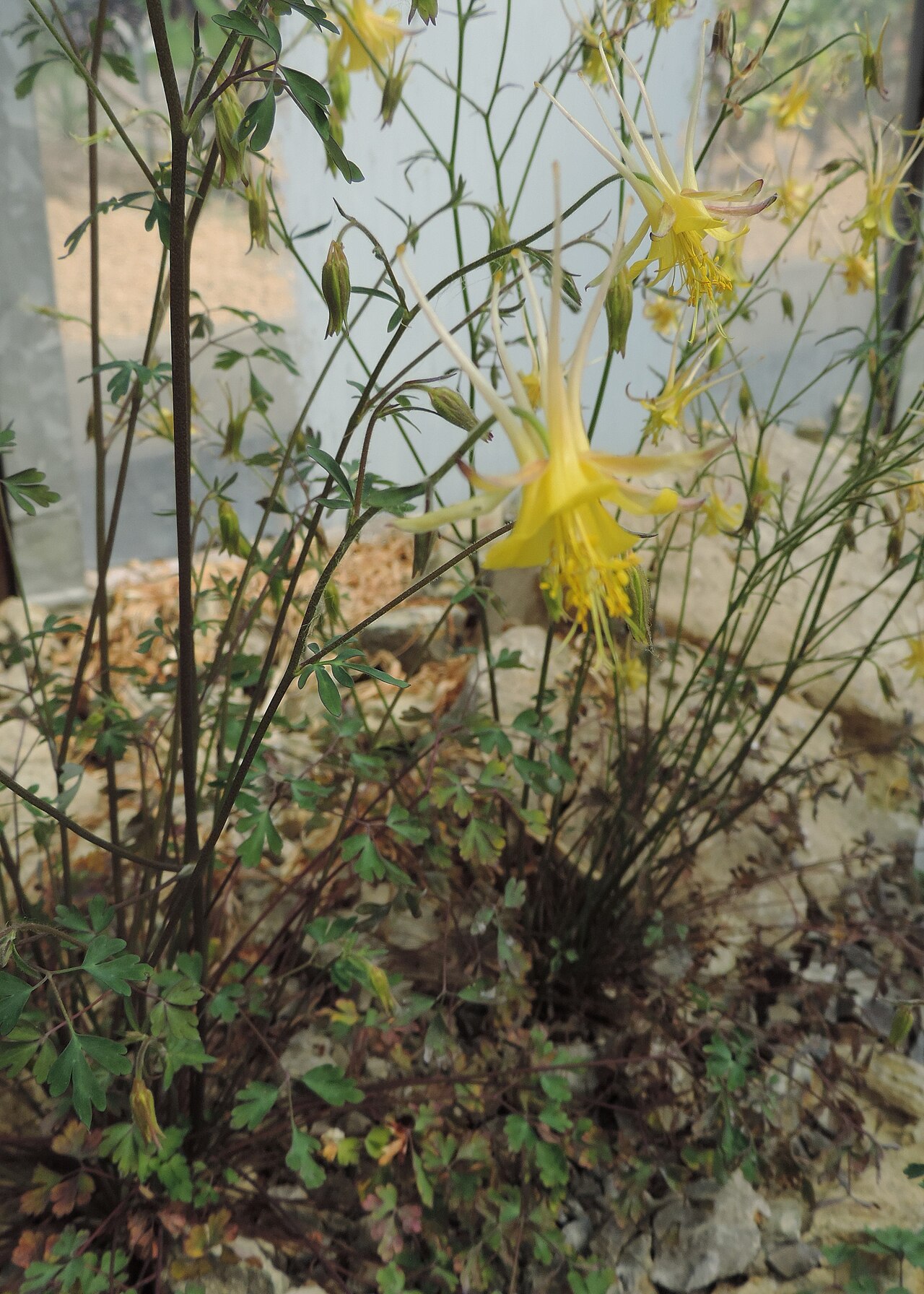 Aquilegia chaplinei: Aquilegia chaplinei in Neuer Botanischer Garten der Universität Göttingen