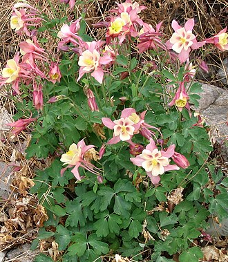 'Aquilegia caerulea': Aquilegia caerulea