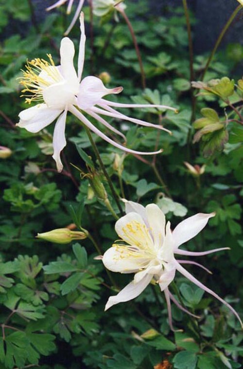 'Aquilegia caerulea': Aquilegia caerulea 'Alba'