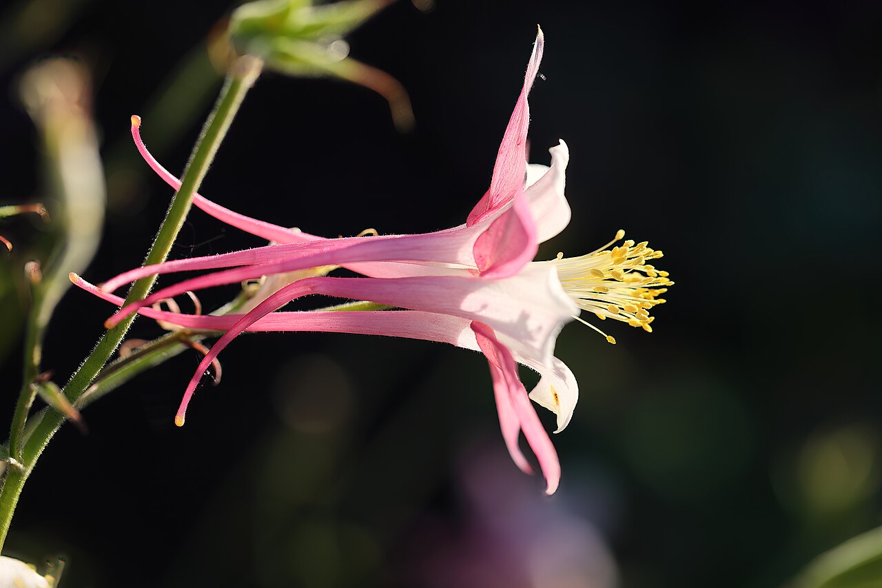 'Aquilegia caerulea': Ancolie céruléenne 'Rose Queen' ( Aquilegia coerulea ). Jardin botanique Roger-Van den Hende, Université Laval.