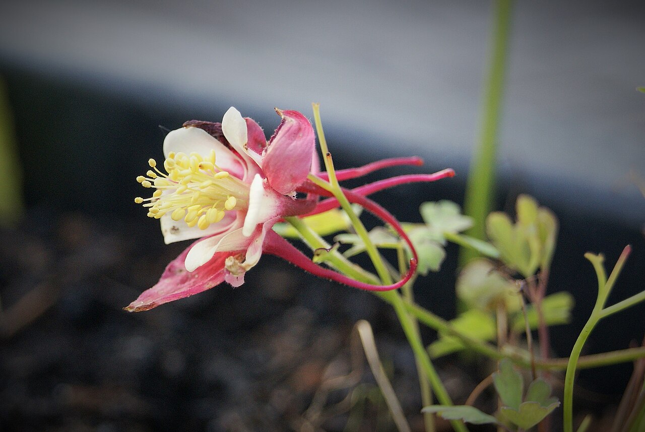 'Aquilegia caerulea': Aquilegia caerulea -hybrid