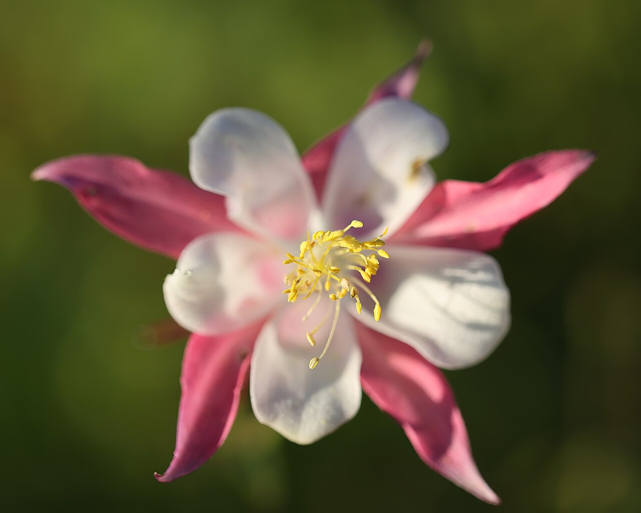 'Aquilegia caerulea': Ancolie céruléenne 'Rose Queen' ( Aquilegia coerulea ). Jardin botanique Roger-Van den Hende, Université Laval.