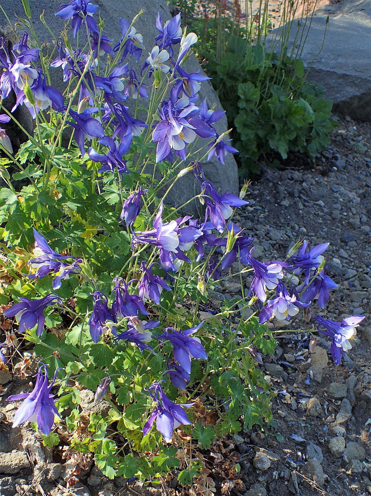 'Aquilegia caerulea': Aquilegia coerulea 'Blue & White' in Jibou Botanical Garden