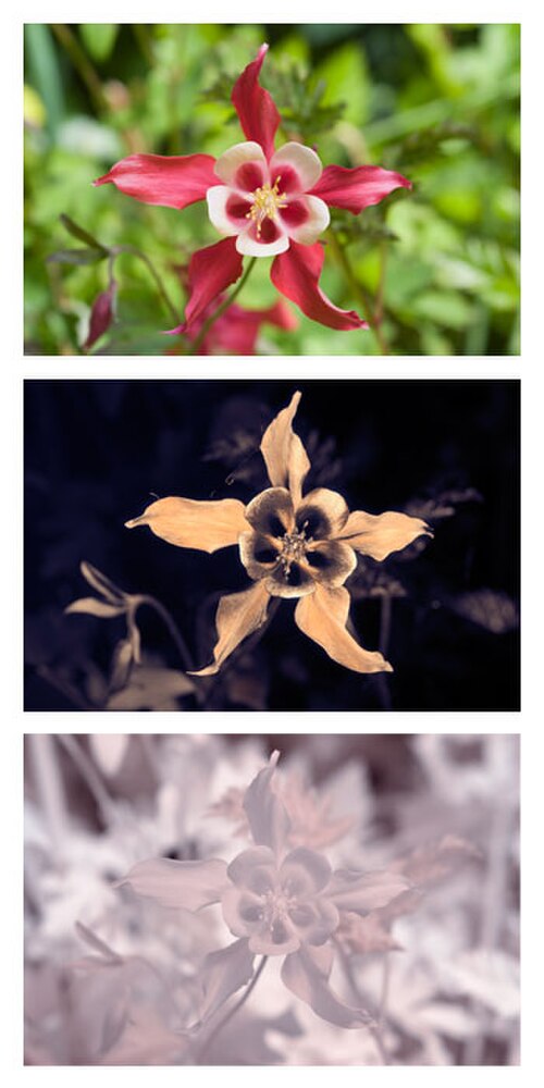 'Aquilegia caerulea': Photos comparing the appearance of a Aquilegia caerulea 'Crimson Star' flower in visible light (top), ultraviolet light (middle), and infrared light (bottom). T