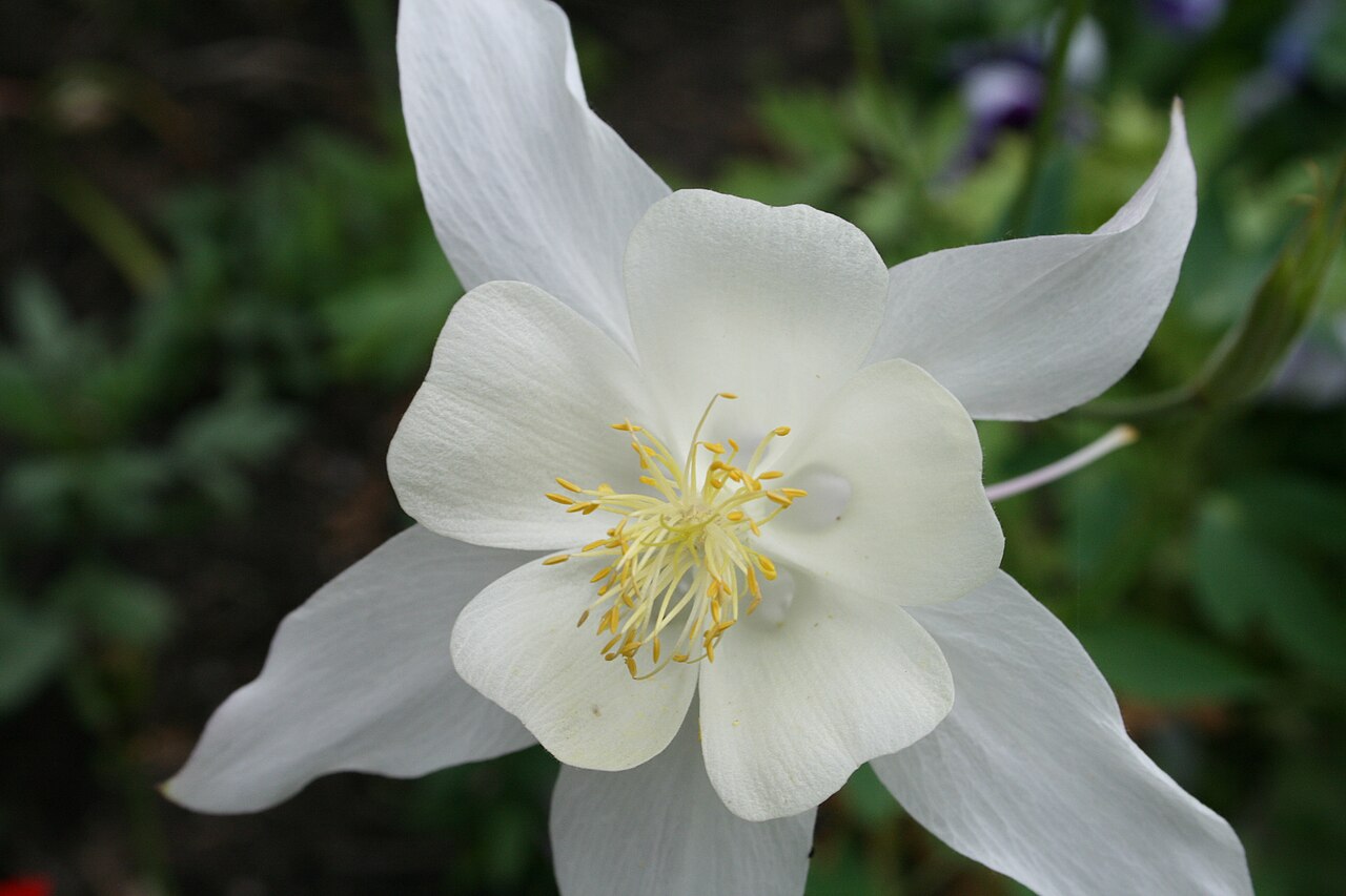 'Aquilegia caerulea': Aquilegia coerulea 'Silver Queen'