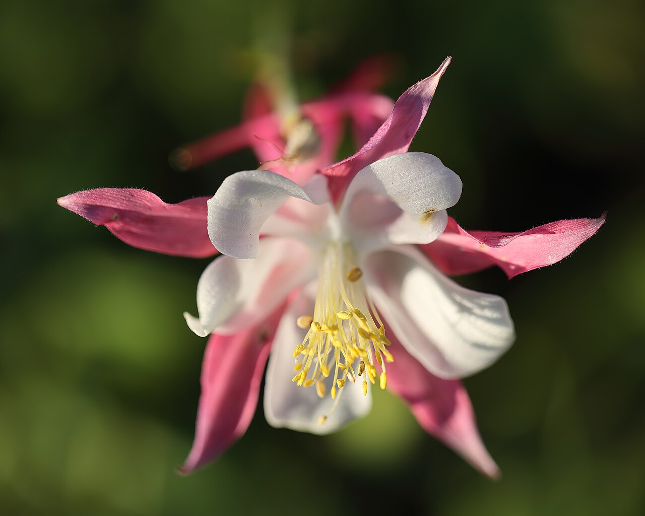 'Aquilegia caerulea': Ancolie céruléenne 'Rose Queen' ( Aquilegia coerulea ). Jardin botanique Roger-Van den Hende, Université Laval.