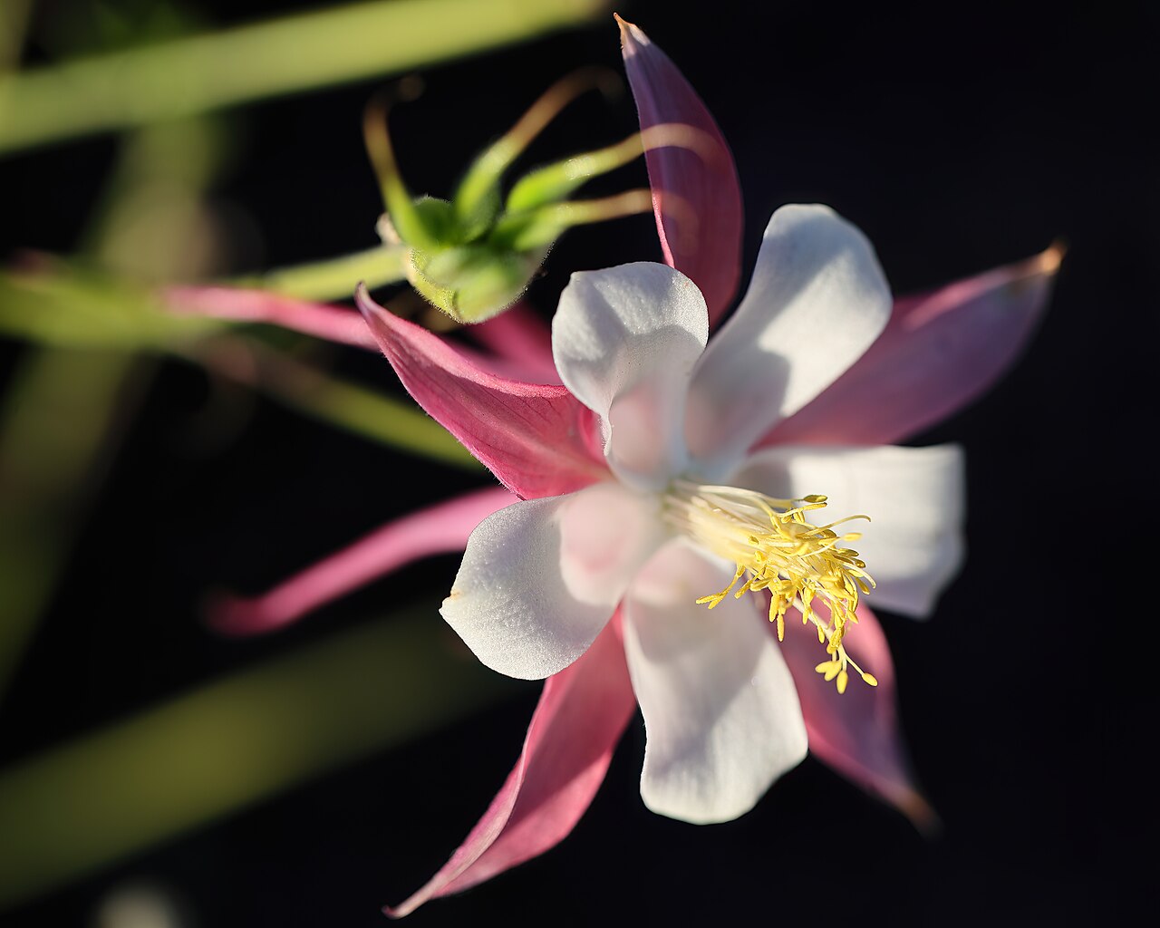 'Aquilegia caerulea': Ancolie céruléenne 'Rose Queen' ( Aquilegia coerulea ). Jardin botanique Roger-Van den Hende, Université Laval.