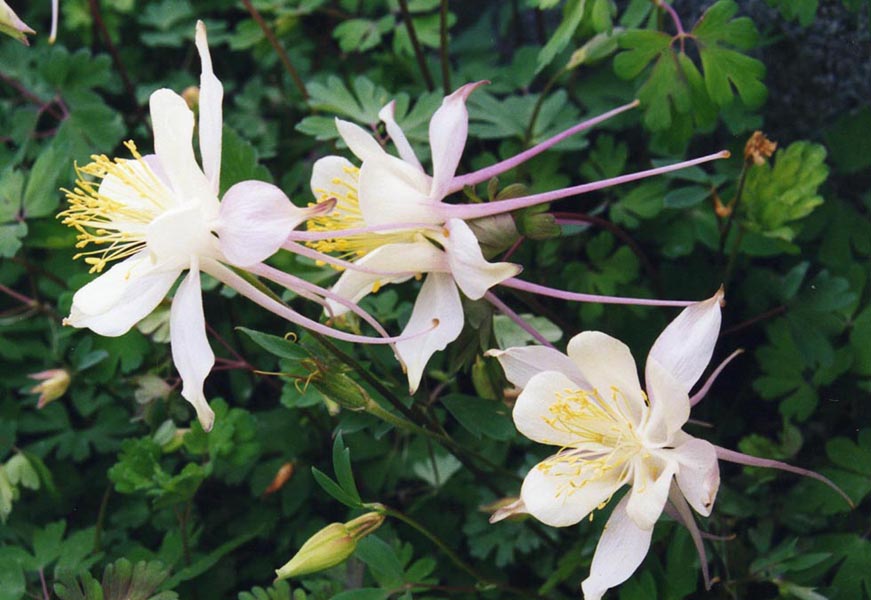 'Aquilegia caerulea': Aquilegia caerulea 'Alba'