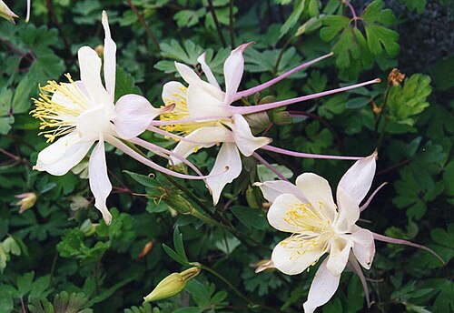 'Aquilegia caerulea': Aquilegia caerulea 'Alba'