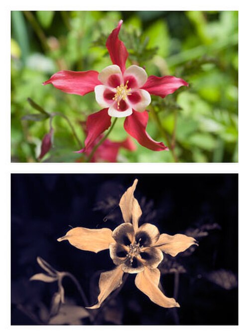'Aquilegia caerulea': Photos comparing the appearance of a Aquilegia caerulea 'Crimson Star' flower in visible light (top) and ultraviolet light (bottom). The Crimson Star cultivar i