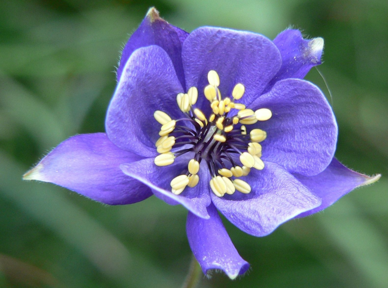 Aquilegia confusa: Flower of Aquilegia confusa . This particular plant was photographed near Moio de Calvi on 12 August 2005. Published initially by the Global Biodiversity Inform