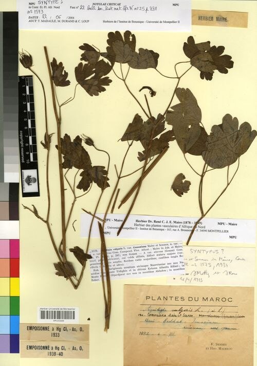 Aquilegia cossoniana: Preserved specimen of Aquilegia cossoniana collected in Morocco