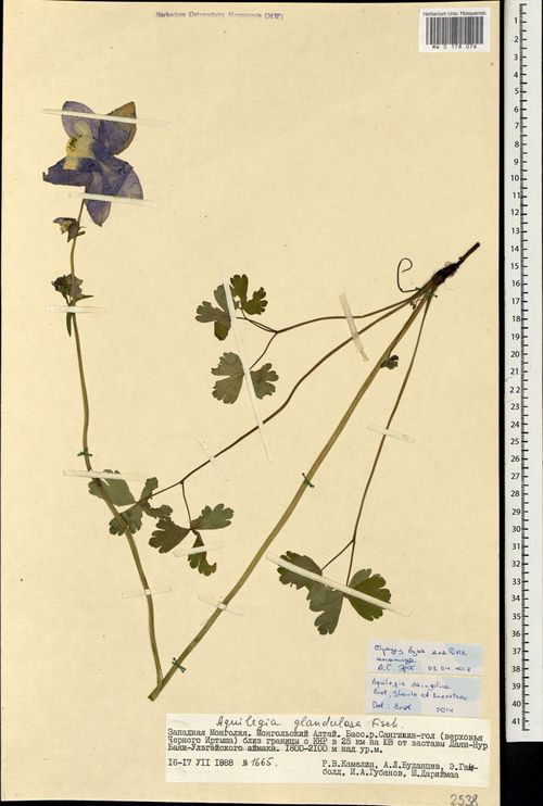 Aquilegia daingolica: Preserved specimen of Aquilegia daingolica in Moscow State University