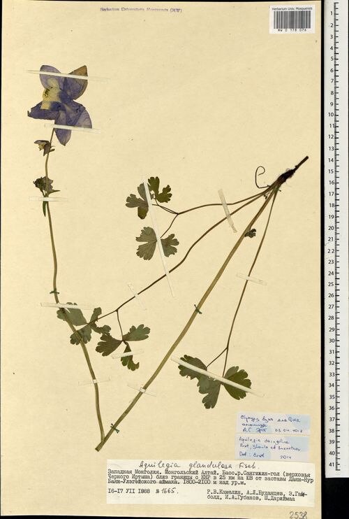 Aquilegia daingolica: Preserved specimen of Aquilegia daingolica in Moscow State University