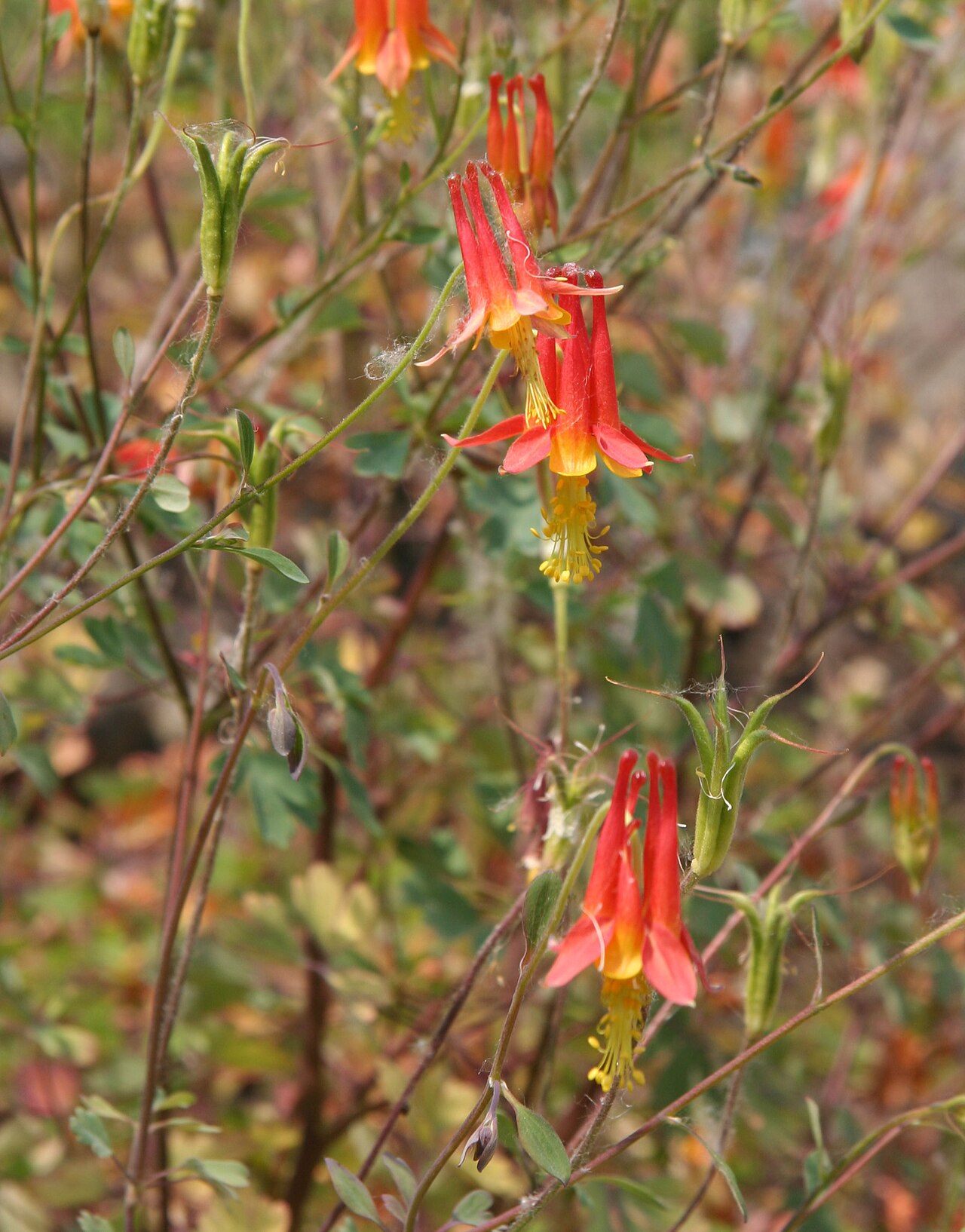 Desert columbine: Aquilegia desertorum im Botanischen Garten Dresden