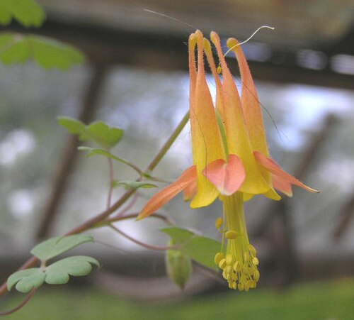 Desert columbine: 耬斗菜屬 Aquilegia desertorum [英格蘭 Wisley Gardens, England]