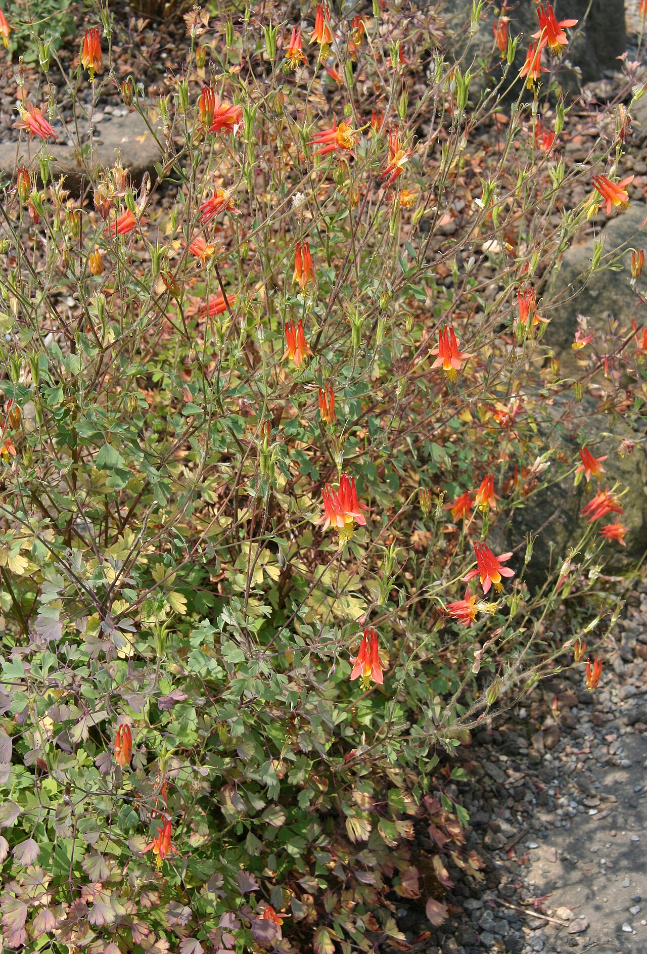 Desert columbine: Aquilegia desertorum im Botanischen Garten Dresden